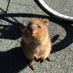 quokka-2676171_1280