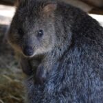 quokka-4731259_1280